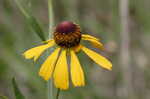 Shortleaf sneezeweed